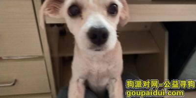 【郑州找狗】，郑州新郑龙湖镇康桥溪月附近丢失狗狗，它是一只非常可爱的宠物狗狗，希望它早日回家，不要变成流浪狗。