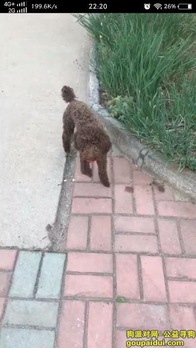 广阳区管道局八区附近寻狗，它是一只非常可爱的宠物狗狗，希望它早日回家，不要变成流浪狗。