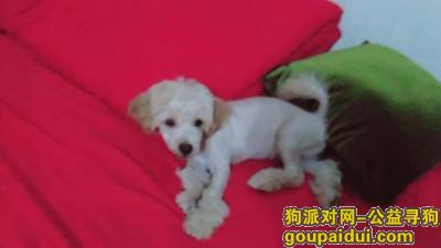 台州寻狗网，寻狗启示 家有一爱犬于2018年6月9日在三合潭处不慎走失，它是一只非常可爱的宠物狗狗，希望它早日回家，不要变成流浪狗。