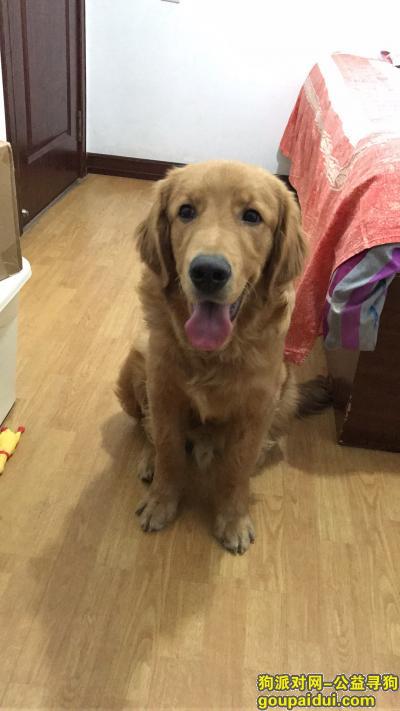 【烟台找狗】，烟台莱州文苑星城丢失金毛一只，它是一只非常可爱的宠物狗狗，希望它早日回家，不要变成流浪狗。