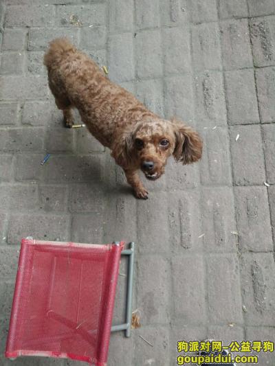 南京市秦淮区莫愁路附近走丢一只泰迪母狗，小狗正在怀孕期间，它是一只非常可爱的宠物狗狗，希望它早日回家，不要变成流浪狗。