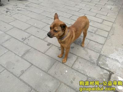 【北京找狗】，西城区西单北大街粉子胡同捡到的它 脖子上有圈 希望主人快来抱走它，它是一只非常可爱的宠物狗狗，希望它早日回家，不要变成流浪狗。