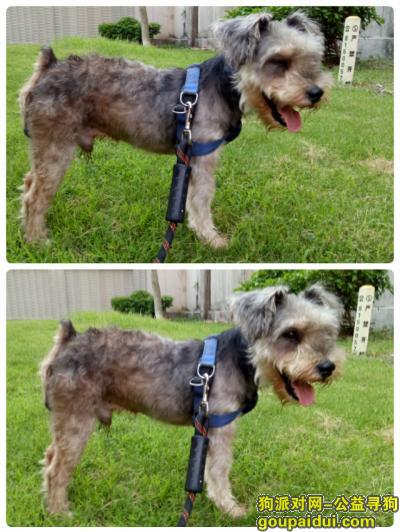 【广州找狗】，寻灰黑色雪纳瑞芳村大道6月7日走失，它是一只非常可爱的宠物狗狗，希望它早日回家，不要变成流浪狗。