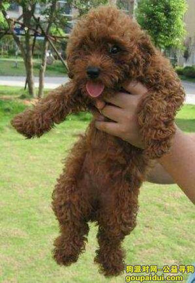衡阳县西渡谁家的泰迪丢了。，它是一只非常可爱的宠物狗狗，希望它早日回家，不要变成流浪狗。