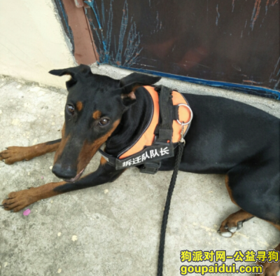 【南昌找狗】，麻丘镇走丢大狗杜宾犬，它是一只非常可爱的宠物狗狗，希望它早日回家，不要变成流浪狗。