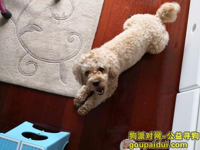 寻找一只名叫“来福”的黄色泰迪狗，它是一只非常可爱的宠物狗狗，希望它早日回家，不要变成流浪狗。