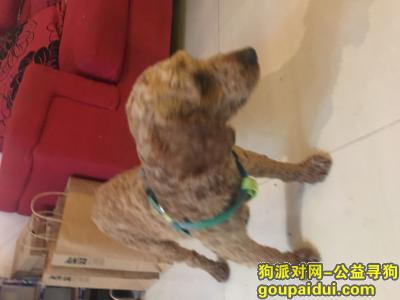 【上海捡到狗】，松江车墩捡到一只棕色泰迪，它是一只非常可爱的宠物狗狗，希望它早日回家，不要变成流浪狗。