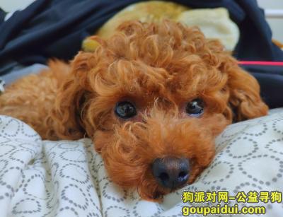 【北京找狗】，10000元酬金寻赏爱女可乐（小体泰迪），它是一只非常可爱的宠物狗狗，希望它早日回家，不要变成流浪狗。