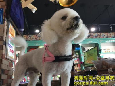 新郑市博物馆附近丢失成年公比熊，家人急寻，它是一只非常可爱的宠物狗狗，希望它早日回家，不要变成流浪狗。