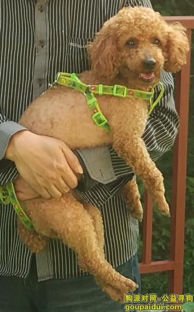 上海市普陀区古浪路丢失一只棕色泰迪，它是一只非常可爱的宠物狗狗，希望它早日回家，不要变成流浪狗。
