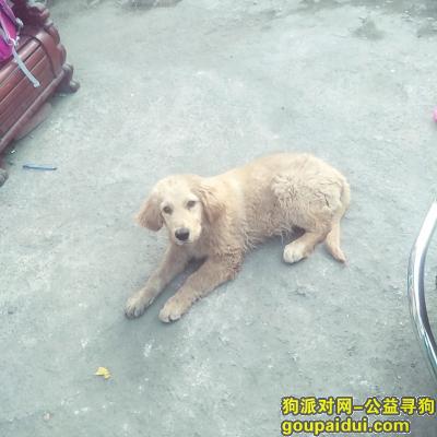 6月9日下午丢失一只金毛狗，急寻。。，它是一只非常可爱的宠物狗狗，希望它早日回家，不要变成流浪狗。