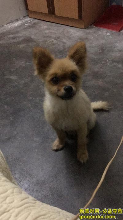 【深圳找狗】，我家的小狗是博美，名字叫宝贝，它是一只非常可爱的宠物狗狗，希望它早日回家，不要变成流浪狗。
