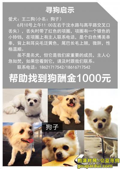 【上海找狗】，博美串，上海阳城路附近走失，主人心急如焚，忘好心人提供线索，它是一只非常可爱的宠物狗狗，希望它早日回家，不要变成流浪狗。