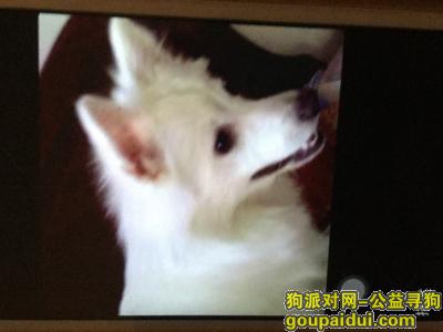 【天津找狗】，寻河东大桥道白色银狐，它是一只非常可爱的宠物狗狗，希望它早日回家，不要变成流浪狗。