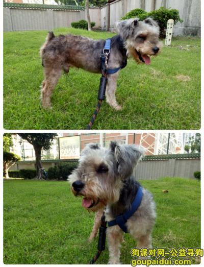 广佛周边芳村大道6月7日走失雪纳瑞（椒盐色，无颈圈，公），它是一只非常可爱的宠物狗狗，希望它早日回家，不要变成流浪狗。