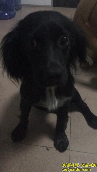 【深圳找狗】，寻狗启示，本人丢失一条黑色可卡。，它是一只非常可爱的宠物狗狗，希望它早日回家，不要变成流浪狗。