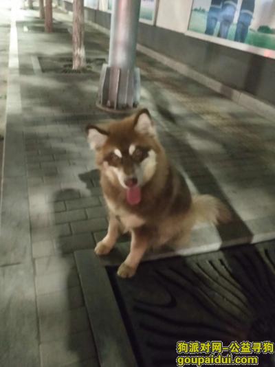 【北京捡到狗】，通州东关大桥附近捡到红毛哈士奇一只，急寻主人！，它是一只非常可爱的宠物狗狗，希望它早日回家，不要变成流浪狗。