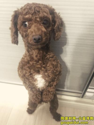 上海浦东新区寻棕色泰迪，它是一只非常可爱的宠物狗狗，希望它早日回家，不要变成流浪狗。
