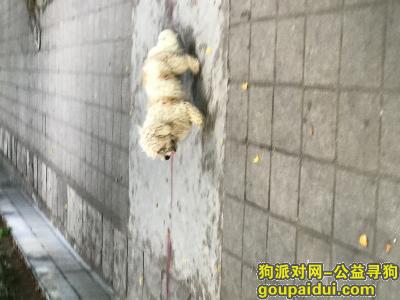 【广州捡到狗】，广州市荔湾区金道花苑小区内，有狗仔走失，它是一只非常可爱的宠物狗狗，希望它早日回家，不要变成流浪狗。