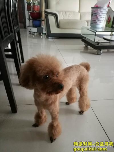 民丰里附近走失刚剃毛的瘦泰迪，酬谢，它是一只非常可爱的宠物狗狗，希望它早日回家，不要变成流浪狗。