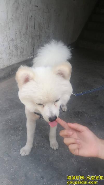 【上海找狗】，寻找一岁半银狐犬萌新。，它是一只非常可爱的宠物狗狗，希望它早日回家，不要变成流浪狗。
