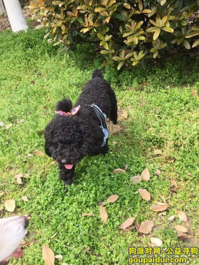 【合肥找狗】，合肥界首路幸福人家附近丢失一条黑色泰迪，它是一只非常可爱的宠物狗狗，希望它早日回家，不要变成流浪狗。