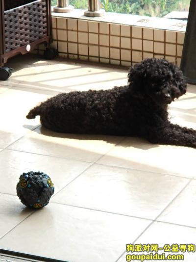 东莞丢狗，寻找东城走丢的黑贵宾公狗，它是一只非常可爱的宠物狗狗，希望它早日回家，不要变成流浪狗。