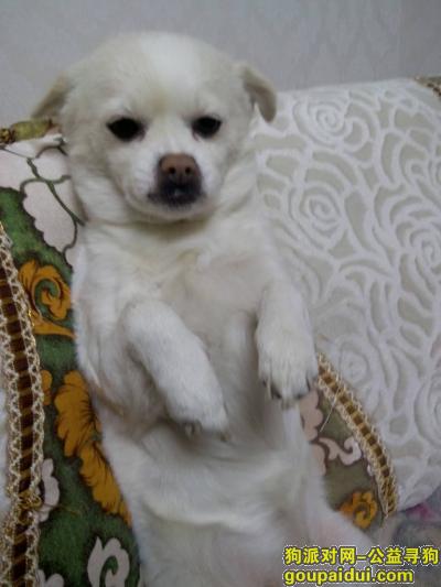 【哈尔滨找狗】，寻找串狗 白色 母狗 丢失时候身上有紫色的绳子，它是一只非常可爱的宠物狗狗，希望它早日回家，不要变成流浪狗。