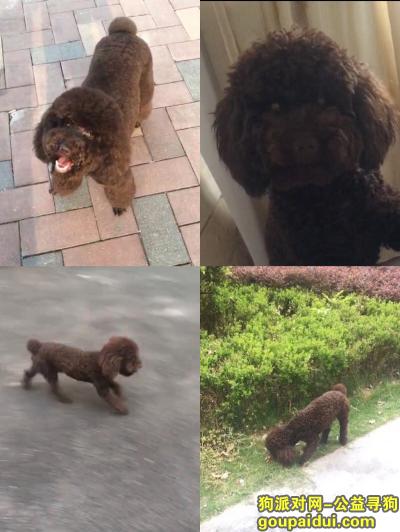 蚌埠找狗，万达金街附近丢失泰迪犬巧克力色 急寻 报酬一千，它是一只非常可爱的宠物狗狗，希望它早日回家，不要变成流浪狗。
