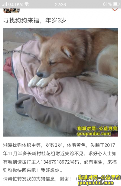 湘潭寻狗，狗狗名叫来福年龄三岁，希望好心人士帮我找回他。，它是一只非常可爱的宠物狗狗，希望它早日回家，不要变成流浪狗。