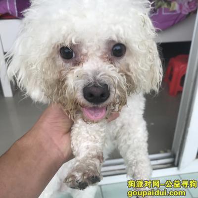 【武汉捡到狗】，武汉西北湖捡到比熊公狗一只，它是一只非常可爱的宠物狗狗，希望它早日回家，不要变成流浪狗。