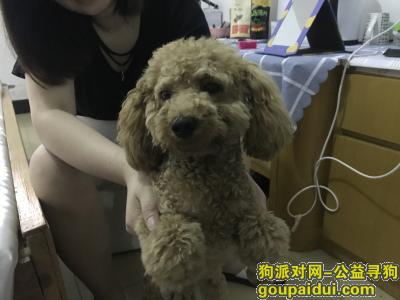 【杭州捡到狗】，谁家的泰迪狗丢了，赶紧认领！，它是一只非常可爱的宠物狗狗，希望它早日回家，不要变成流浪狗。