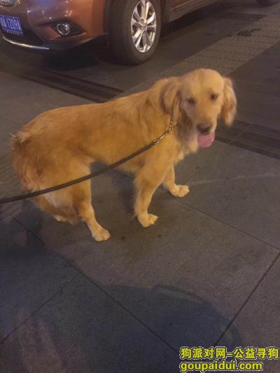 成科北路捡到一只金毛妹妹，它是一只非常可爱的宠物狗狗，希望它早日回家，不要变成流浪狗。