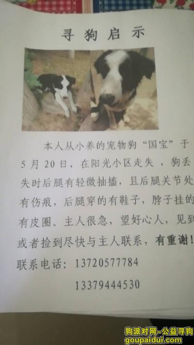 渭南找狗，2000元酬谢，急急急，它是一只非常可爱的宠物狗狗，希望它早日回家，不要变成流浪狗。