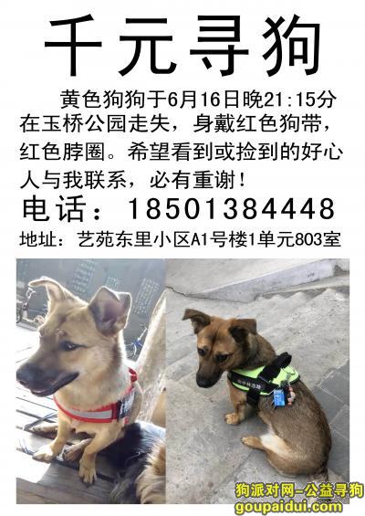 【北京找狗】，家人焦急万分，愿意万元寻爱狗，只愿狗狗早日回家！，它是一只非常可爱的宠物狗狗，希望它早日回家，不要变成流浪狗。