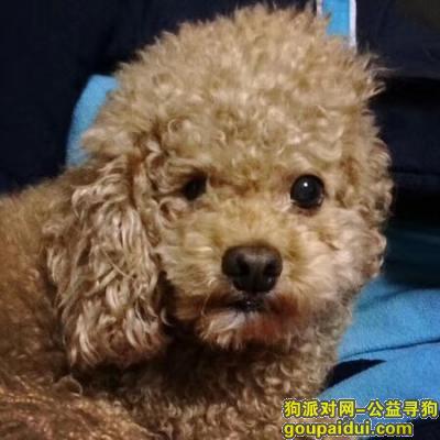 【上海找狗】，上海长宁区福泉路协和路附件走失8岁公泰迪，有一只眼睛不太好，它是一只非常可爱的宠物狗狗，希望它早日回家，不要变成流浪狗。