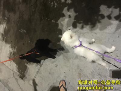 【深圳捡到狗】，宝安公园附近捡到黑色贵宾，它是一只非常可爱的宠物狗狗，希望它早日回家，不要变成流浪狗。