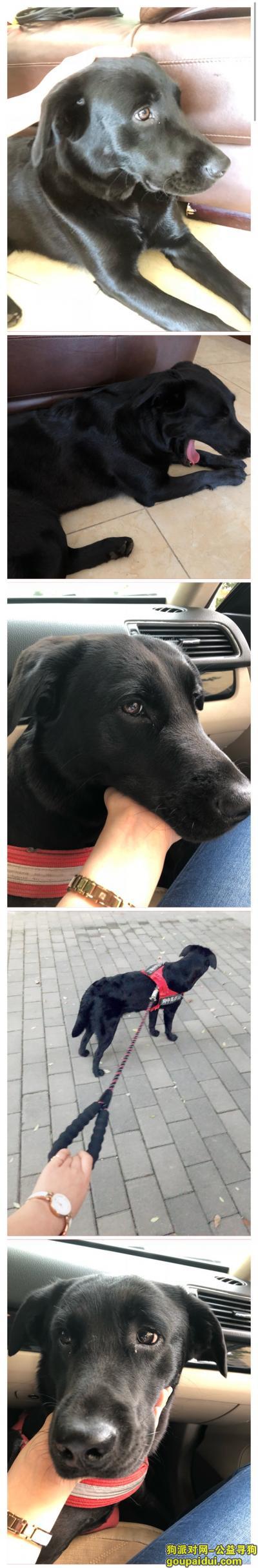 我在寻找一只一岁多点的黑色拉布拉多小弟弟，叫小黑，2018年6月18日下午三点多钟的时候在重庆北碚城南行政中心附近走失，，它是一只非常可爱的宠物狗狗，希望它早日回家，不要变成流浪狗。