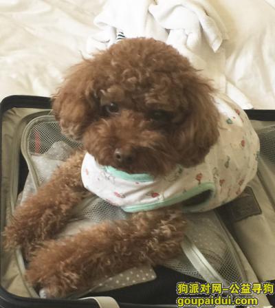 【上海找狗】，寻找10岁的棕色贵宾犬，它是一只非常可爱的宠物狗狗，希望它早日回家，不要变成流浪狗。