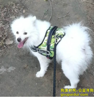 6月21日早上，郑州市高新区，化工路西四环附近，走失一只白色狗狗，，它是一只非常可爱的宠物狗狗，希望它早日回家，不要变成流浪狗。