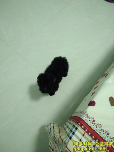 常州寻狗，6月16号丢的黑色泰迪狗，它是一只非常可爱的宠物狗狗，希望它早日回家，不要变成流浪狗。