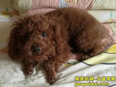【南京找狗】，重金寻找走失（2018年4月25日走失）爱犬（泰迪）的下落，它是一只非常可爱的宠物狗狗，希望它早日回家，不要变成流浪狗。