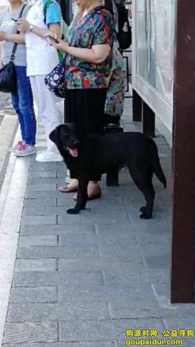 【杭州找狗】，黑色拉布拉多丢失希望爱心人士帮忙留意一下，它是一只非常可爱的宠物狗狗，希望它早日回家，不要变成流浪狗。
