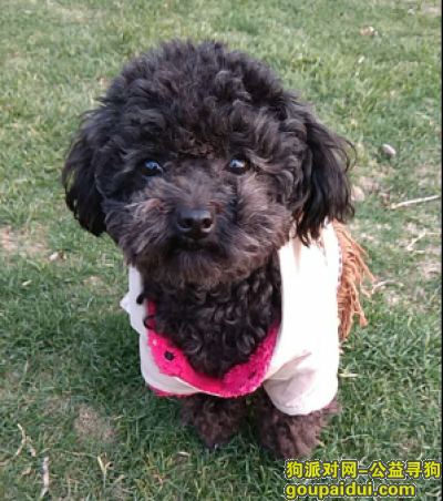 南京岱山地区重金寻找黑泰迪 希望赶紧回家，它是一只非常可爱的宠物狗狗，希望它早日回家，不要变成流浪狗。