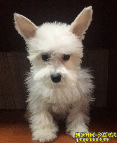 【南京找狗】，重金寻找6月25日在中央路廖家巷附近走丢的白色雪纳瑞，它是一只非常可爱的宠物狗狗，希望它早日回家，不要变成流浪狗。
