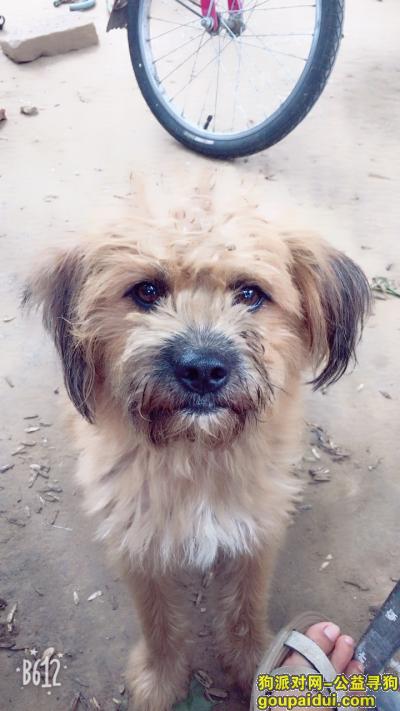 【石家庄找狗】，在西许营旧货市场附近走丢，名叫胖头，它是一只非常可爱的宠物狗狗，希望它早日回家，不要变成流浪狗。
