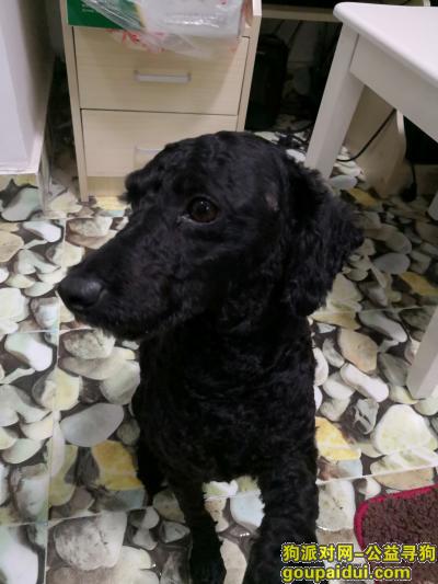 【重庆捡到狗】，万紫山附近拾得黑色小狗一条，它是一只非常可爱的宠物狗狗，希望它早日回家，不要变成流浪狗。