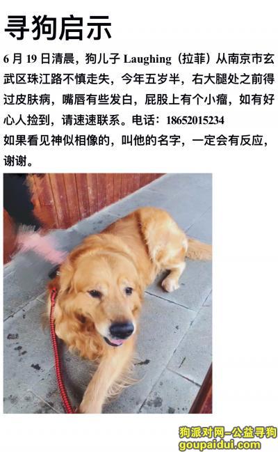 【南京找狗】，南京珠江路寻大金毛laughing，它是一只非常可爱的宠物狗狗，希望它早日回家，不要变成流浪狗。