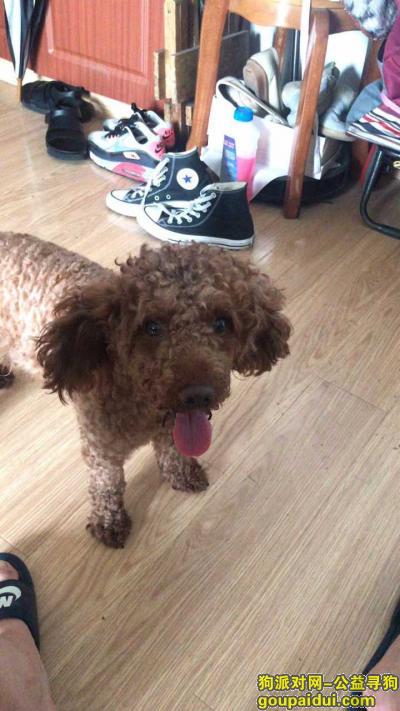 狗狗要回家，6月27日闵行区鲁康路浦江捡到泰迪，请它的爸妈带它回家，它是一只非常可爱的宠物狗狗，希望它早日回家，不要变成流浪狗。