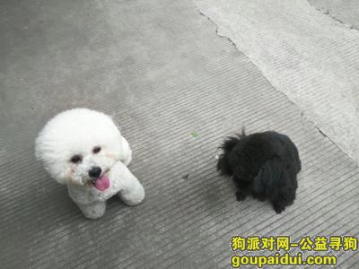 【南京找狗】，南京鼓楼 黑色泰迪 胸前一小撮白毛的女孩子 拜托各位喊喊她的名字 带她回到家！！，它是一只非常可爱的宠物狗狗，希望它早日回家，不要变成流浪狗。